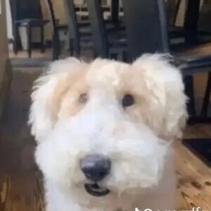 Meet your Posher, Ananyelis